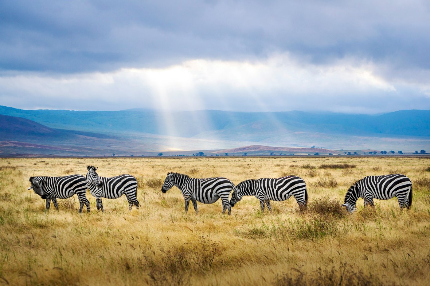 5DAYS BIG FIVE SAFARI