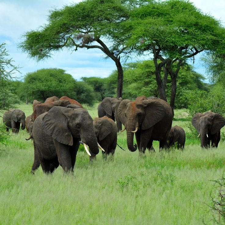11 DAYS SAFARI  EXPLORE THE REAL NATURE OF AFRICA.